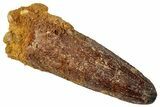 Fossil Spinosaurus Tooth - Real Dinosaur Tooth #329521-1